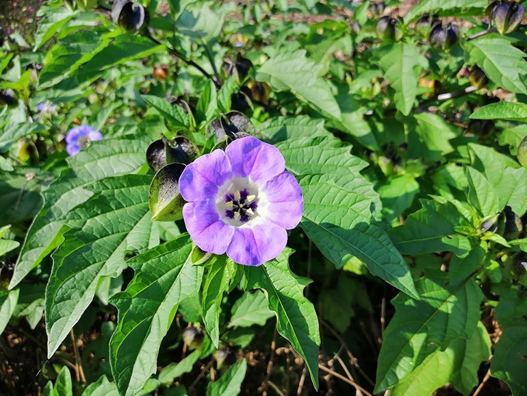Honor-8X-camera-sample-purple-flower