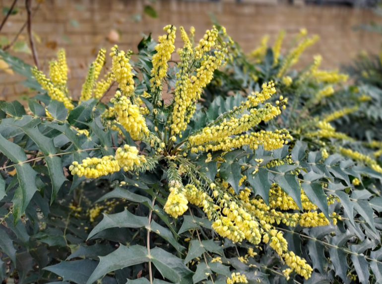Nokia 8.3 camera sample portrait mode yellow flowers