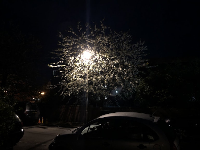 treelamp iPhone 1x
