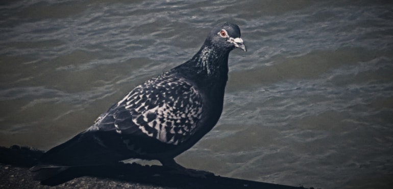 Samsung Galaxy S8 camera sample pigeon memory effect