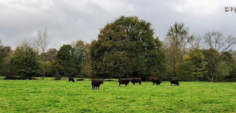 iPhone-X-camera-sample-field-of-cows-zoomed-in